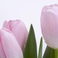 Cross stitch pattern: #547355