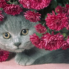 Cross stitch pattern: #548902