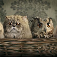 Cross stitch pattern: #548999