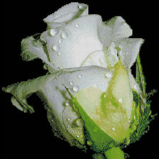 Cross stitch pattern: #550135
