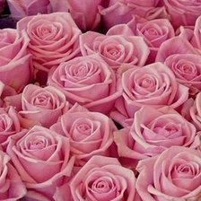 Cross stitch pattern: #550506