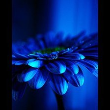 Cross stitch pattern: #550698