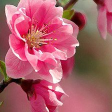 Cross stitch pattern: #550707