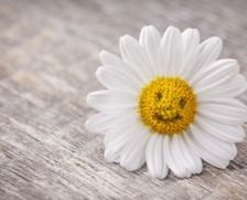 Cross stitch pattern: #550727