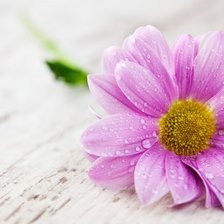 Cross stitch pattern: #550728
