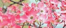 Cross stitch pattern: #550768
