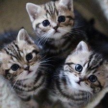 Cross stitch pattern: #550828