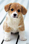 Cross stitch pattern: #551440