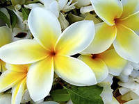 Cross stitch pattern: #551445