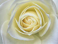 Cross stitch pattern: #551465