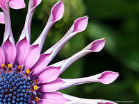 Cross stitch pattern: #551468