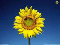 Cross stitch pattern: #551469