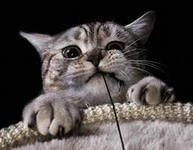 Cross stitch pattern: #551473