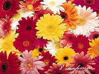 Cross stitch pattern: #551475