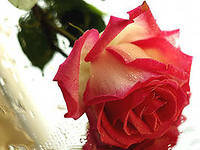 Cross stitch pattern: #551479
