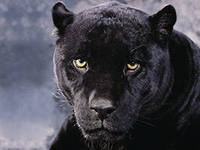 Cross stitch pattern: #551481