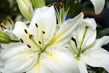 Cross stitch pattern: #551483