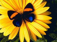 Cross stitch pattern: #551514