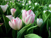 Cross stitch pattern: #551553