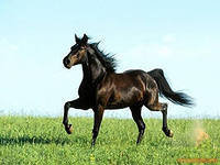 Cross stitch pattern: #551554