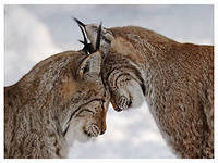 Cross stitch pattern: #551555