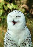 Cross stitch pattern: #551567