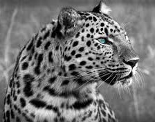 Cross stitch pattern: #553001