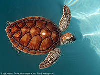 Cross stitch pattern: #553003