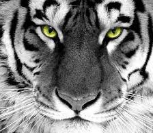 Cross stitch pattern: #553012
