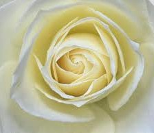 Cross stitch pattern: #553018