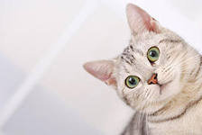 Cross stitch pattern: #553029