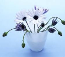 Cross stitch pattern: #553057