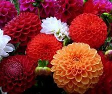 Cross stitch pattern: #553059