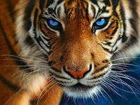 Cross stitch pattern: #553167