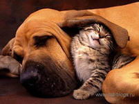 Cross stitch pattern: #553247