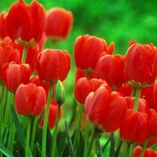 Cross stitch pattern: #553605