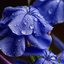 Cross stitch pattern: #553636
