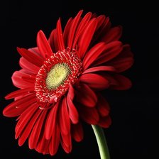 Cross stitch pattern: #553639