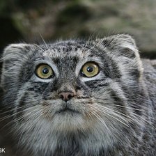 Cross stitch pattern: #553714