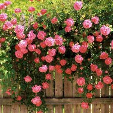 Source of cross stitch pattern: #553962