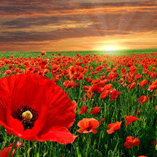 Cross stitch pattern: #554109