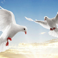 Cross stitch pattern: #554146