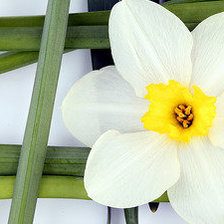 Cross stitch pattern: #554158