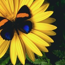 Cross stitch pattern: #554260