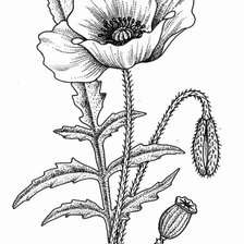 Source of cross stitch pattern: #554312