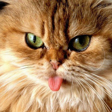 Cross stitch pattern: #554401