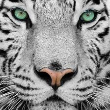 Cross stitch pattern: #554409