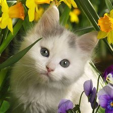 Cross stitch pattern: #554416