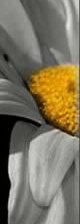 Cross stitch pattern: #554484