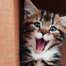 Cross stitch pattern: #554558